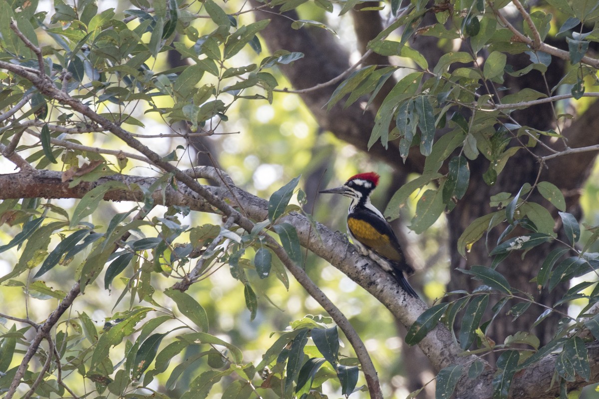 White-naped Woodpecker - ML612476583