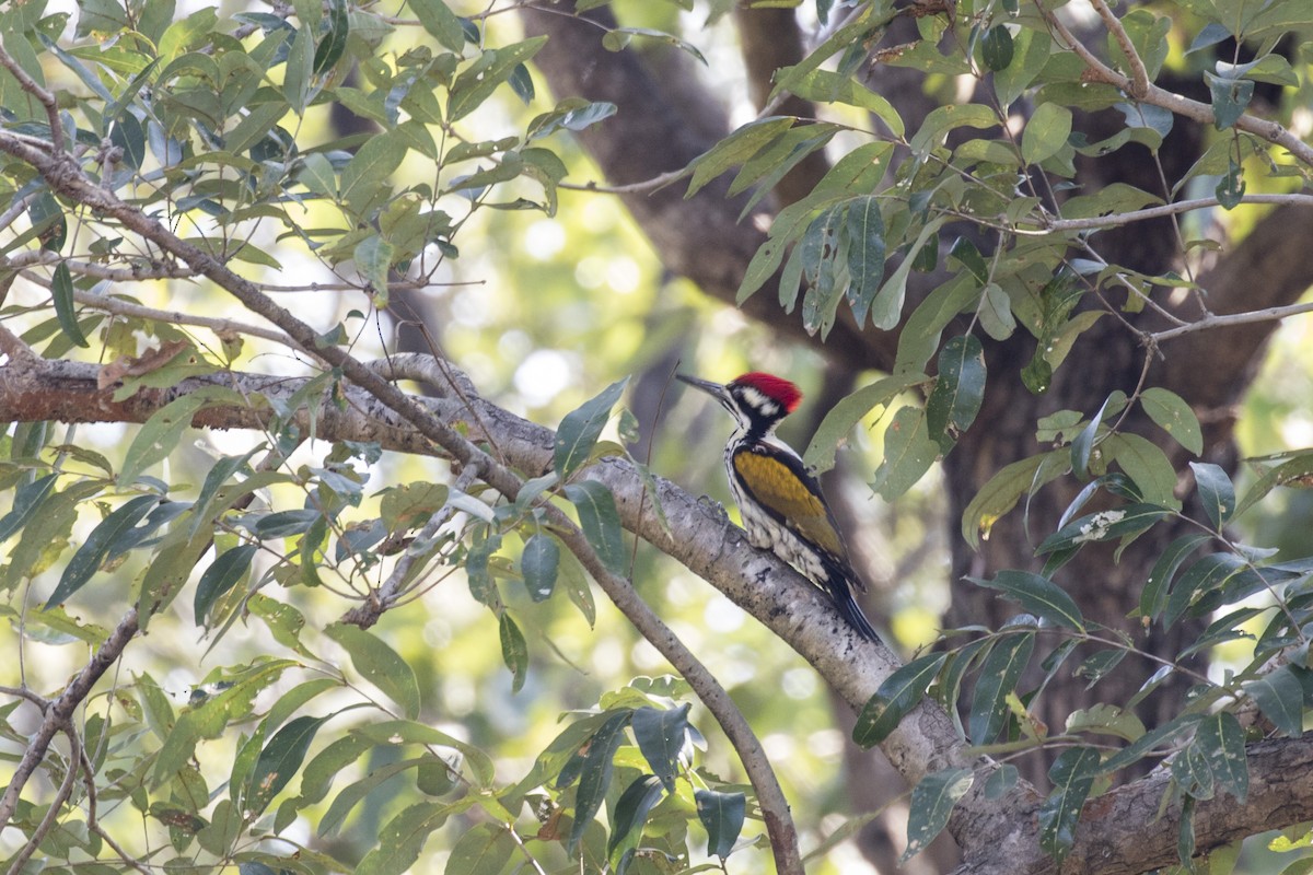 White-naped Woodpecker - Ramesh Shenai