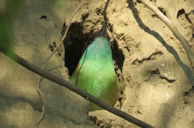 Rufous-crowned Bee-eater - ML61247661
