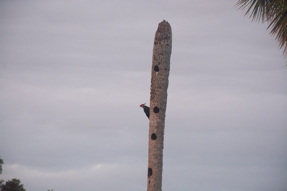 Pileated Woodpecker - Sangam Paudel