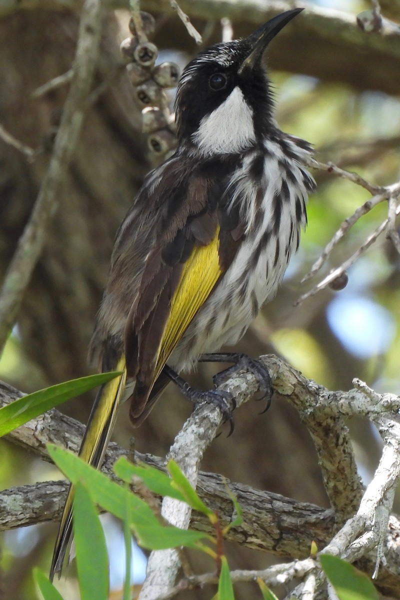 White-cheeked Honeyeater - ML612476670