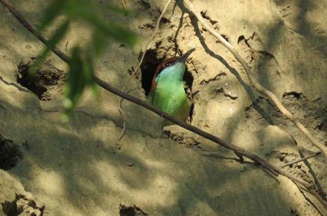 Rufous-crowned Bee-eater - ML61247671