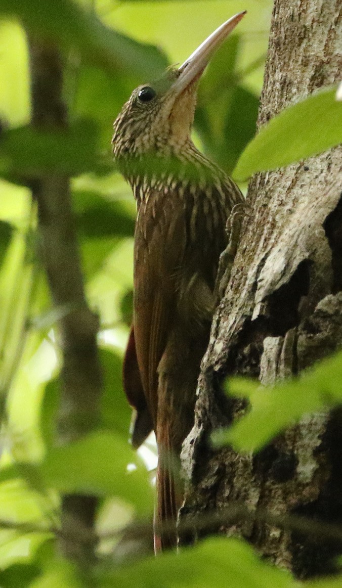 Ivory-billed Woodcreeper - ML612476746