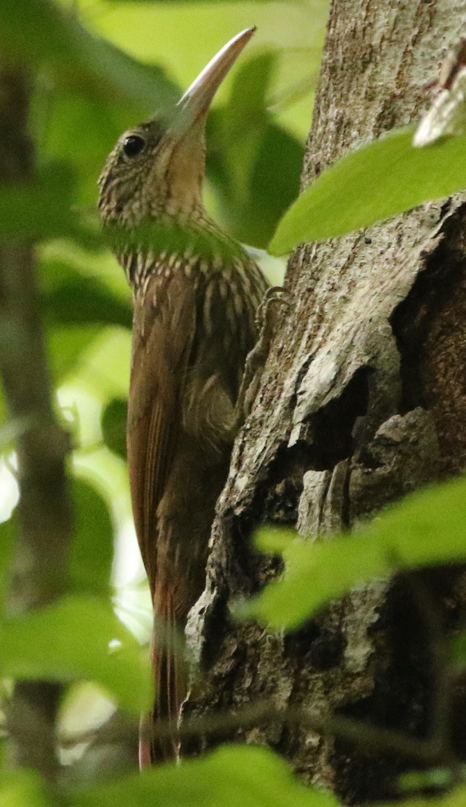 Ivory-billed Woodcreeper - ML612476748