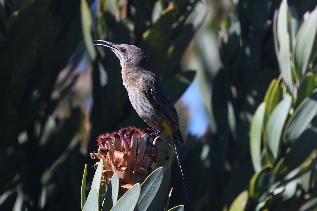 Cape Sugarbird - ML612476774