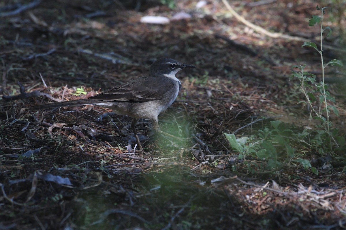 Cape Wagtail - ML612476824