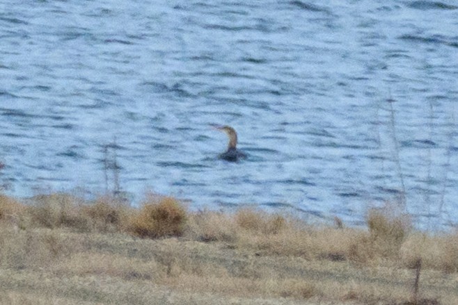 Yellow-billed Loon - ML612476833