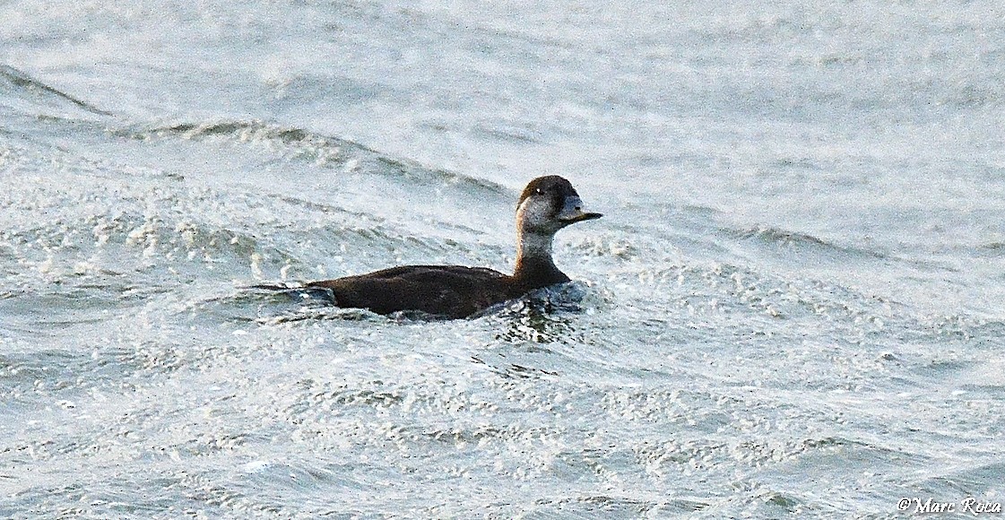 Common Scoter - ML612476851