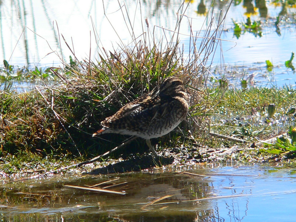 Puna Snipe - ML612476855