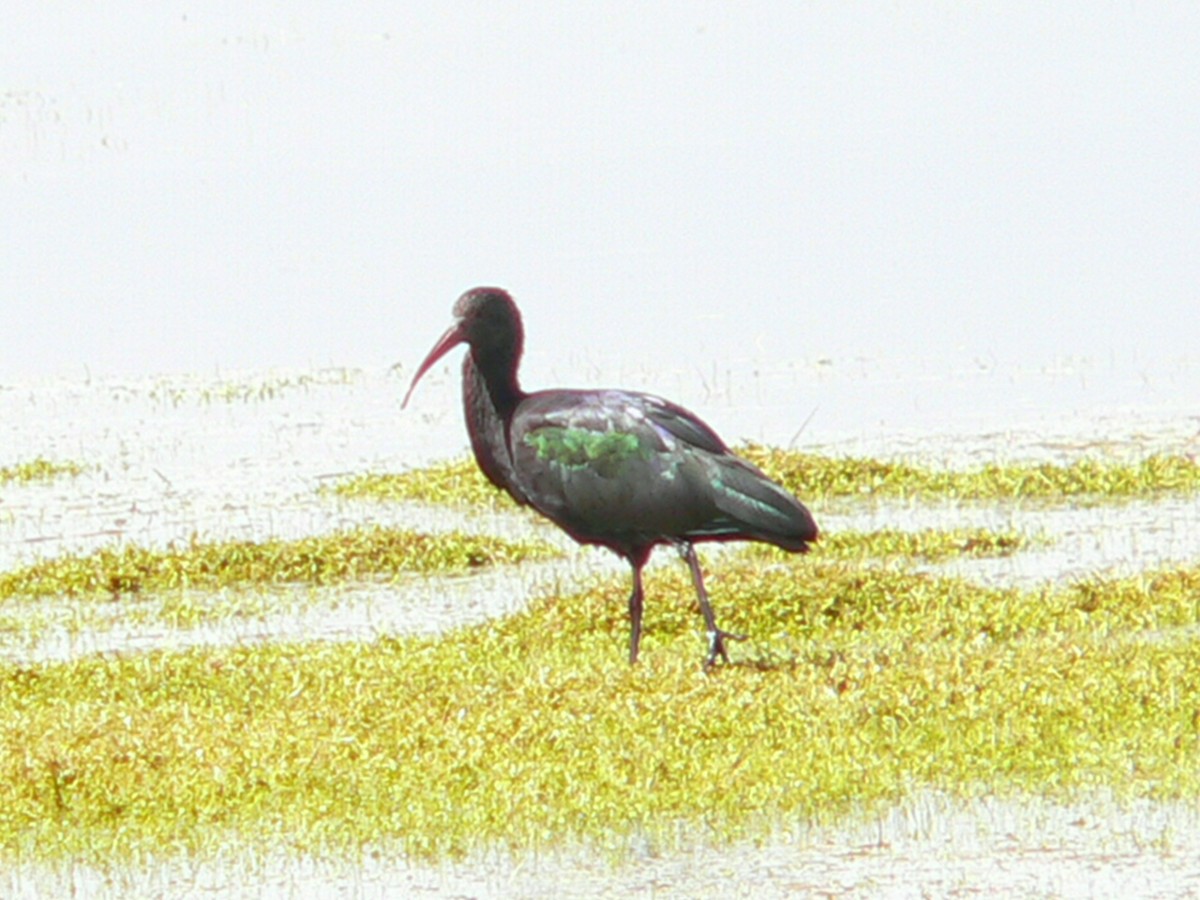 ibis andský - ML612476876