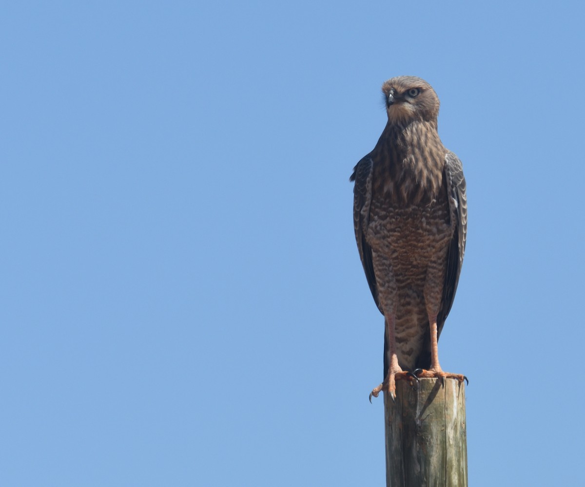 Pale Chanting-Goshawk - ML612476897