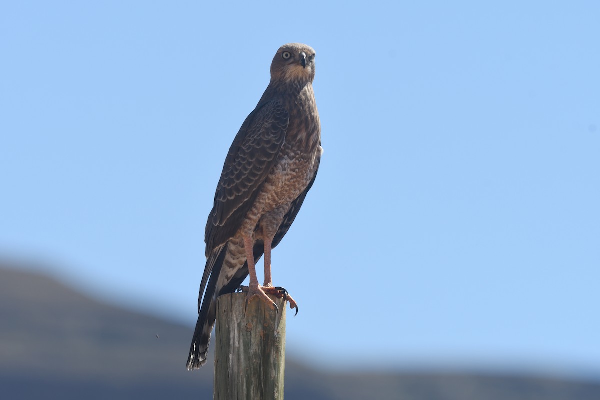 Pale Chanting-Goshawk - ML612476898