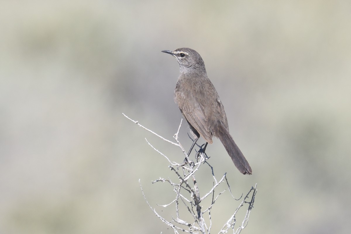 Karoo Scrub-Robin - ML612476921