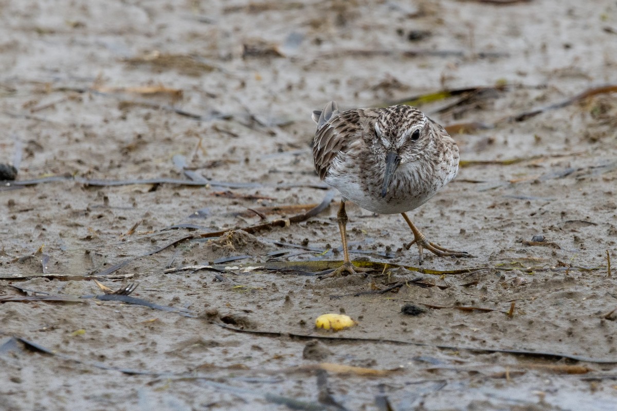 Least Sandpiper - Alex Smilor