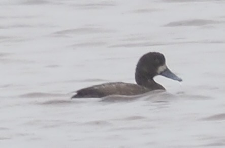 Greater Scaup - ML612476994