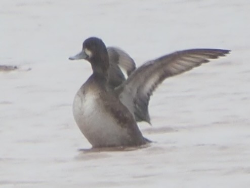 Greater Scaup - ML612476997