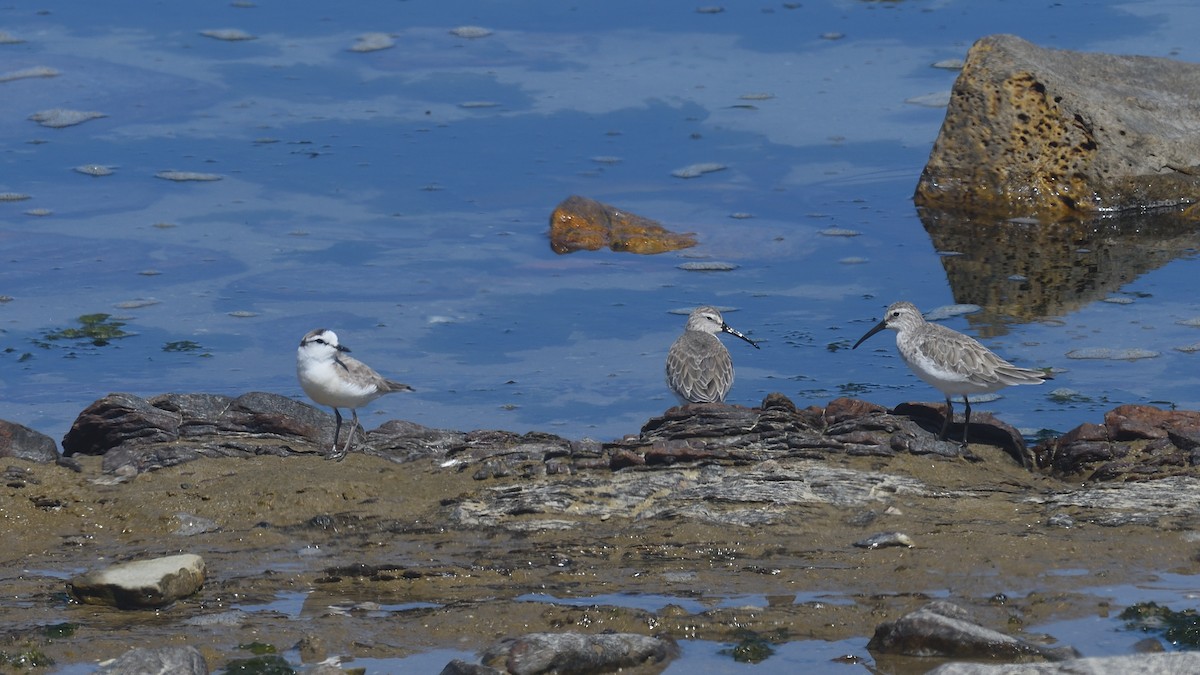 Curlew Sandpiper - ML612477087