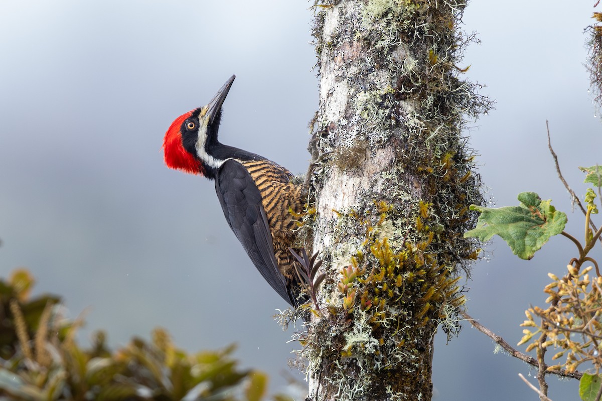 Powerful Woodpecker - ML612477118