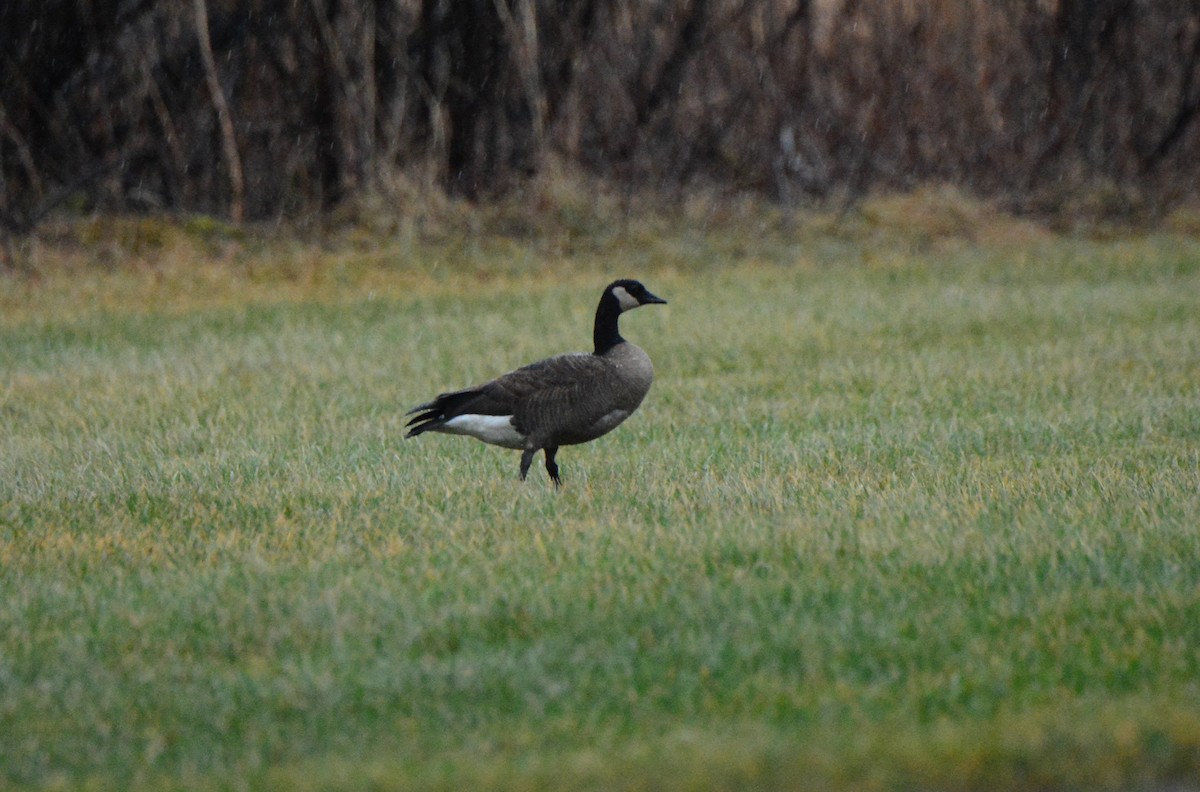 Canada Goose (canadensis Group) - ML612477127