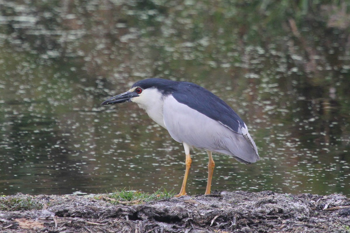 Black-crowned Night Heron - ML612477223