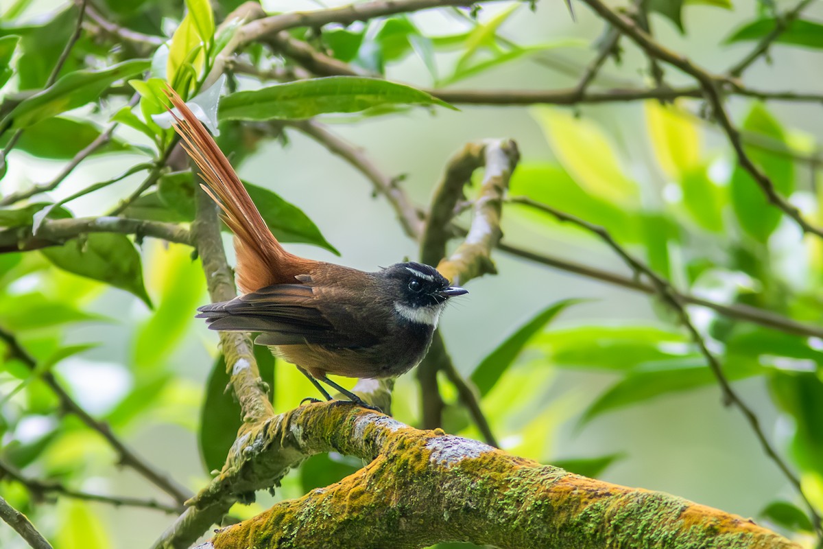 Rufous-tailed Fantail - ML612477225