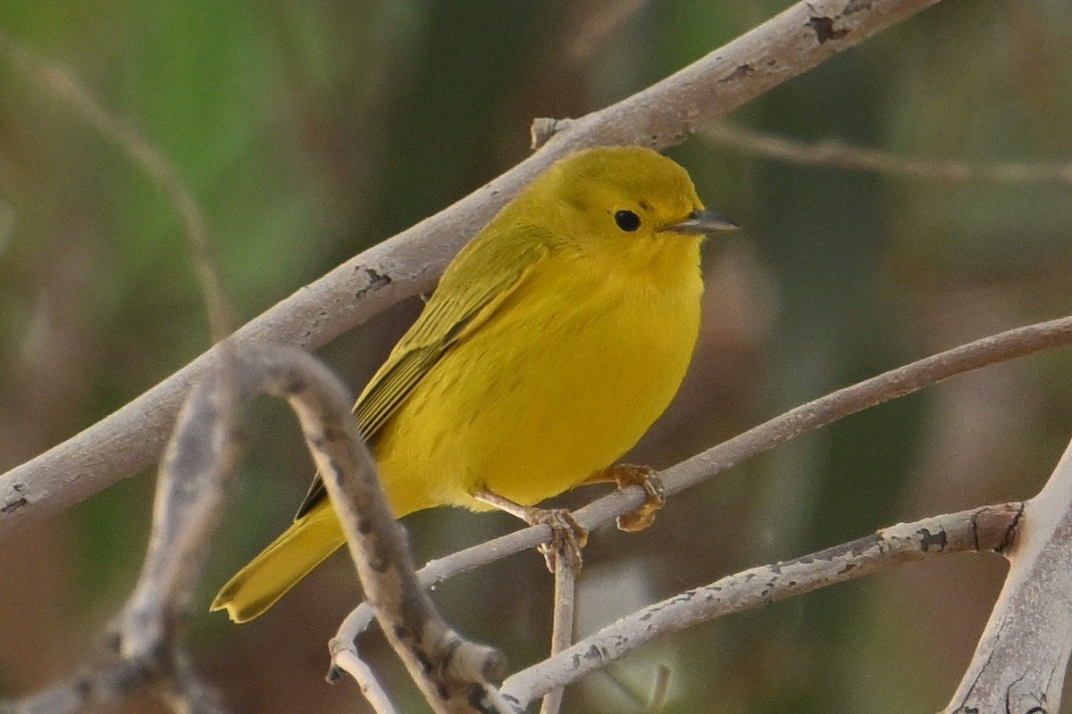 Yellow Warbler - John Dumlao