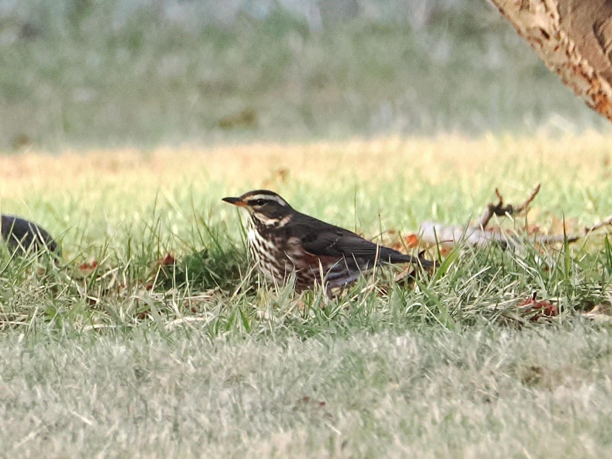 drozd cvrčala - ML612477252