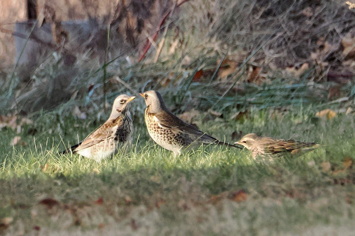 Grive litorne - ML612477254