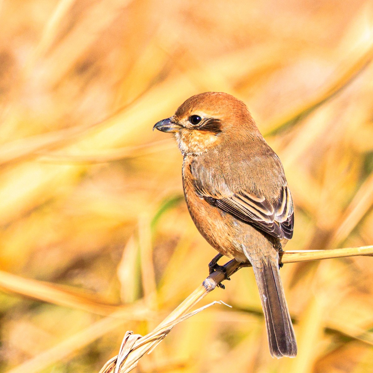 Bull-headed Shrike - ML612477255