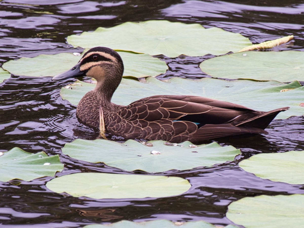 Pacific Black Duck - Mark Pronger