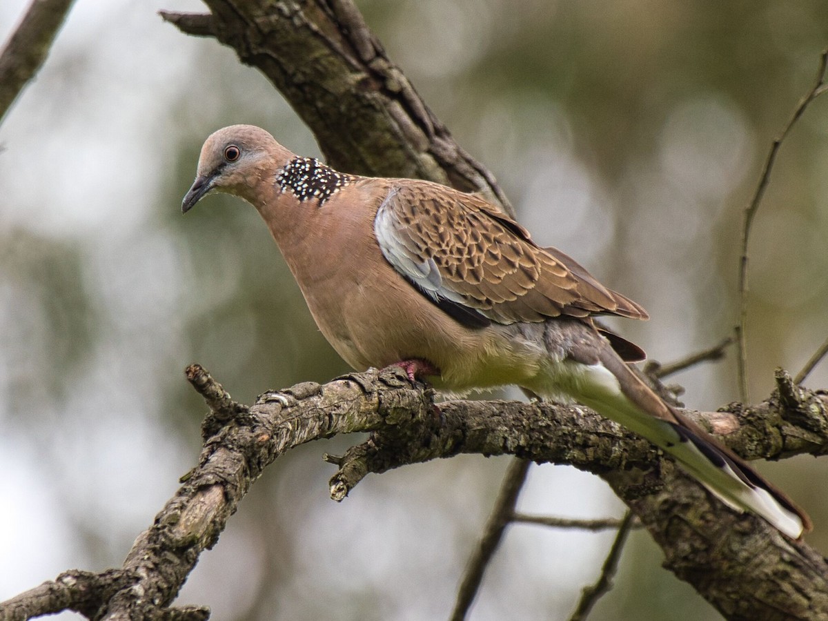 Rock Pigeon (Feral Pigeon) - ML612477265