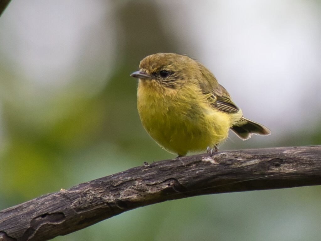 Yellow Thornbill - Mark Pronger