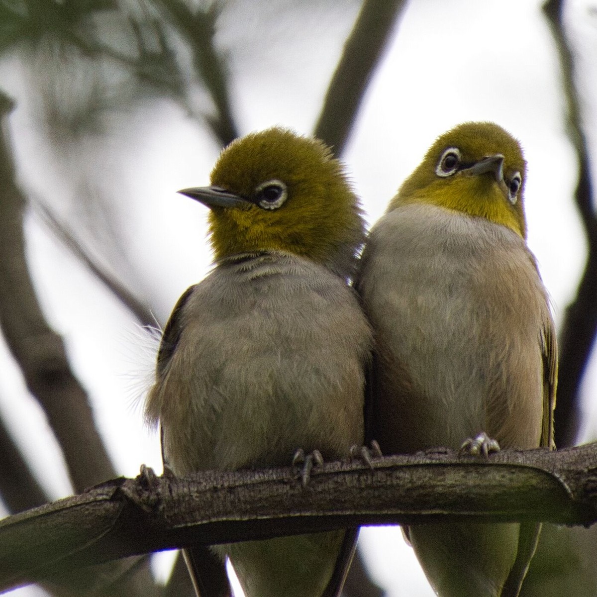 Silvereye - Mark Pronger