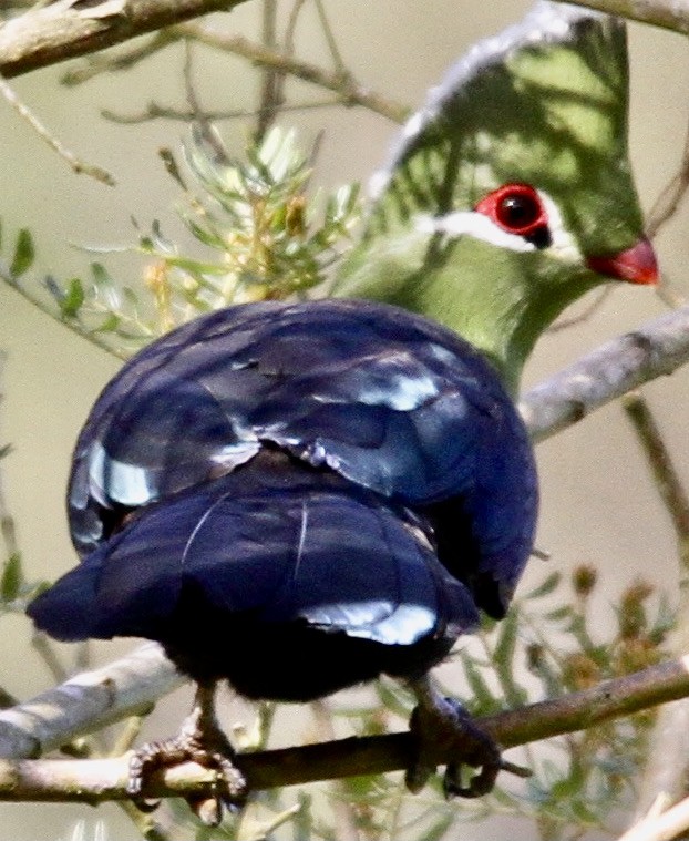 Knysna Turaco - ML612477274