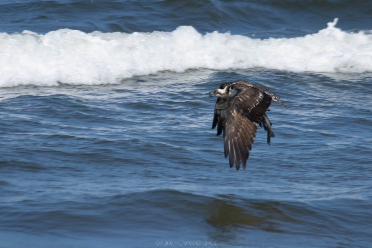 Osprey - ML612477334