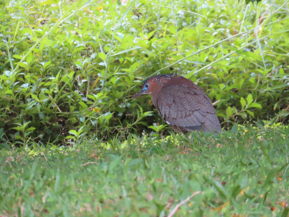 Malayan Night Heron - ML612477340