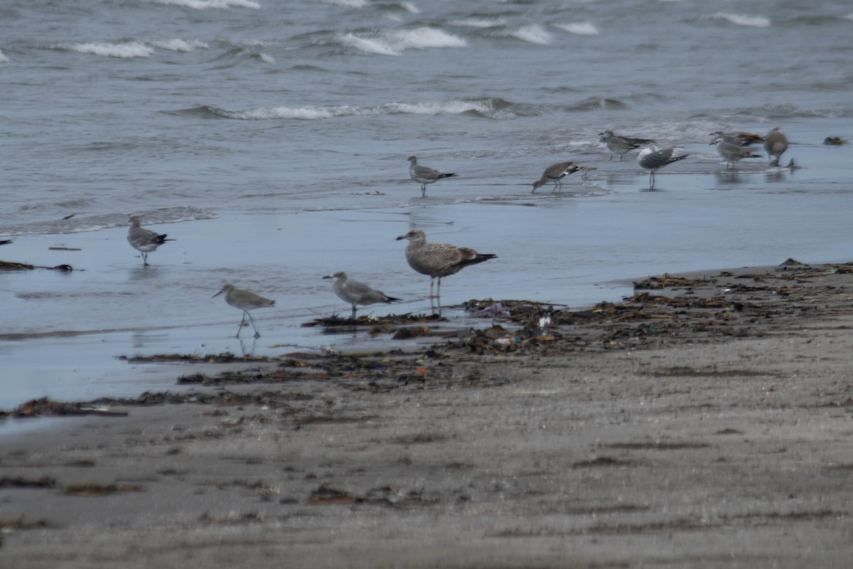 Herring Gull - ML612477363