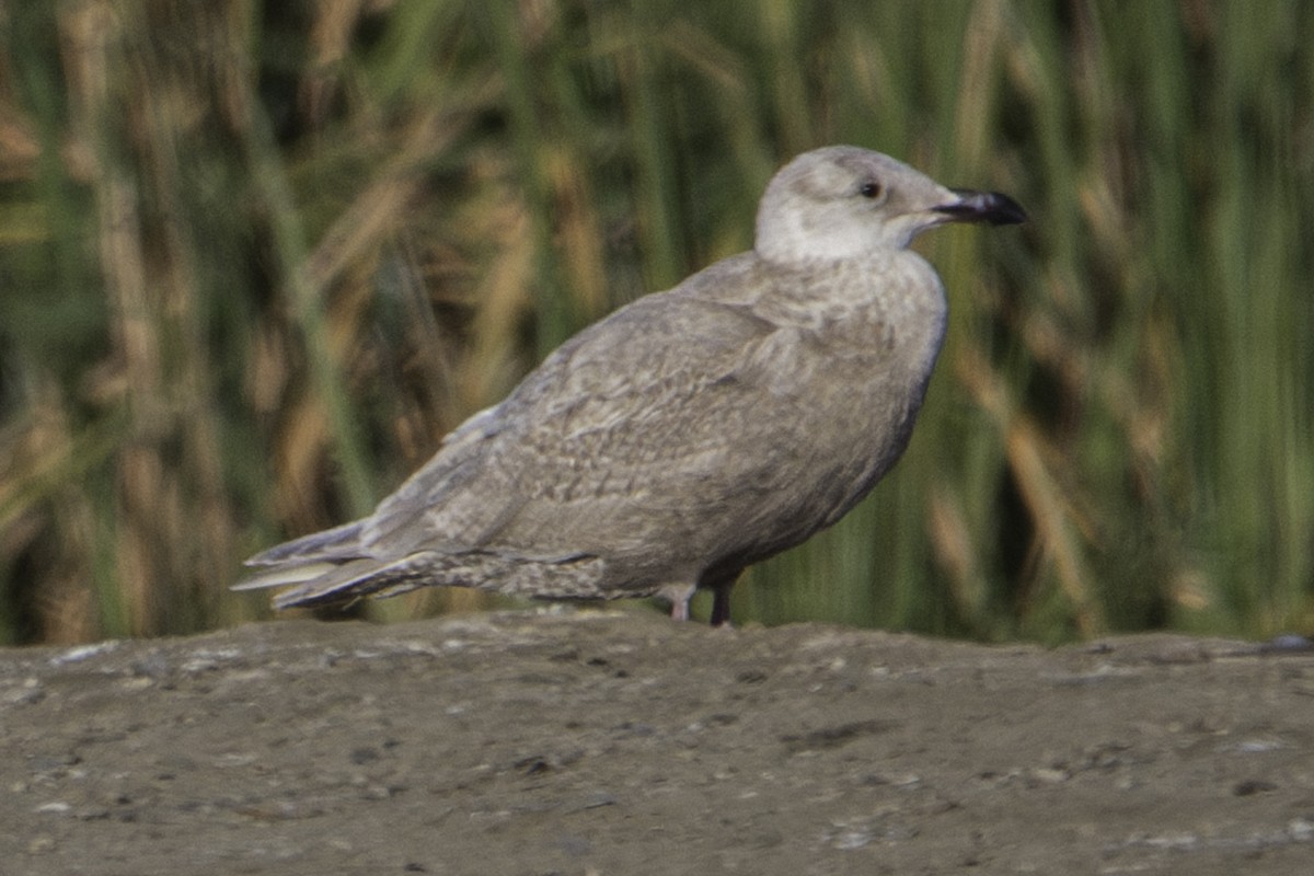 Glaucous-winged Gull - ML612477392