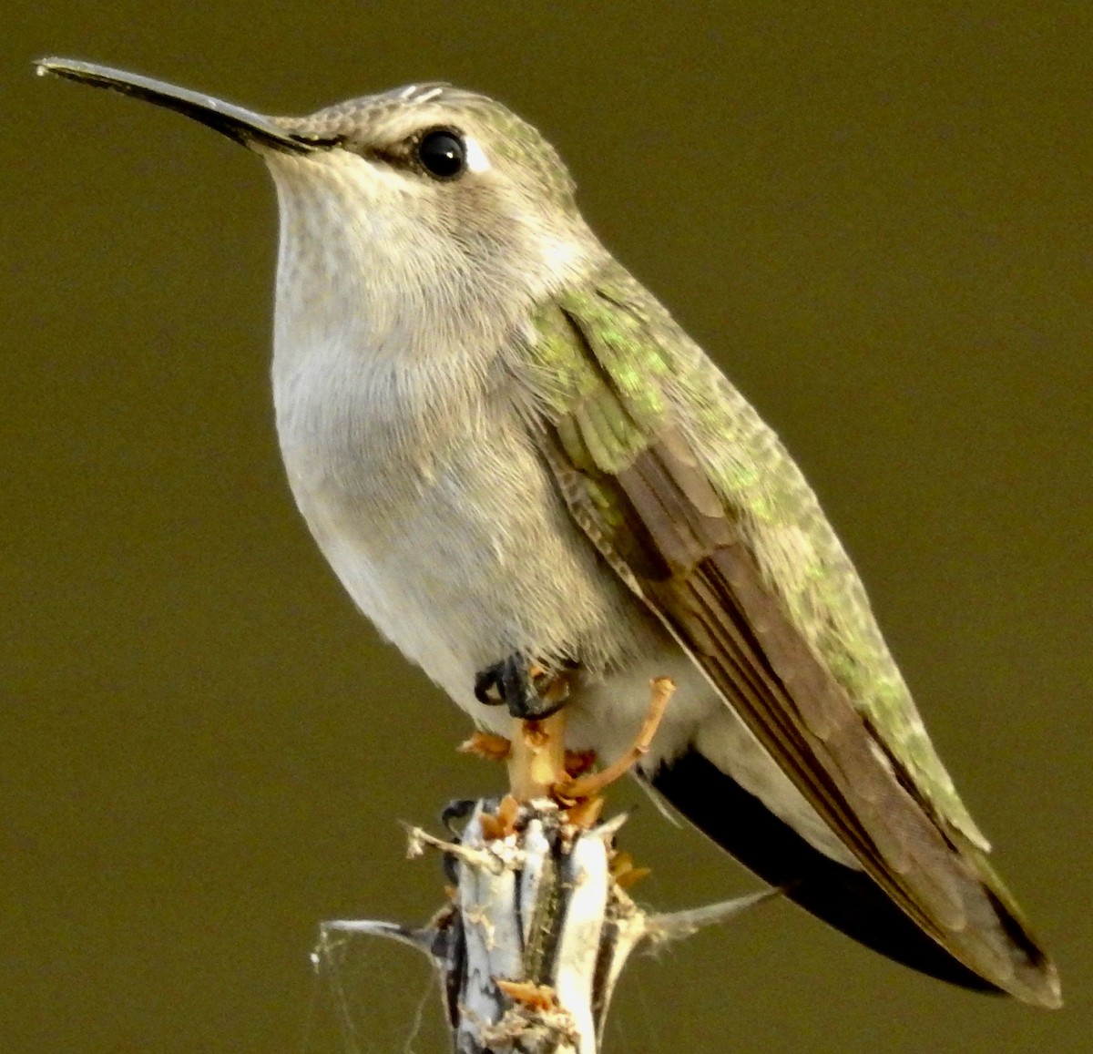 Costa's Hummingbird - ML612477431