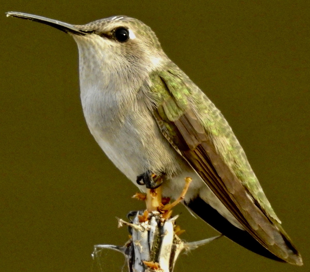 Costa's Hummingbird - ML612477432