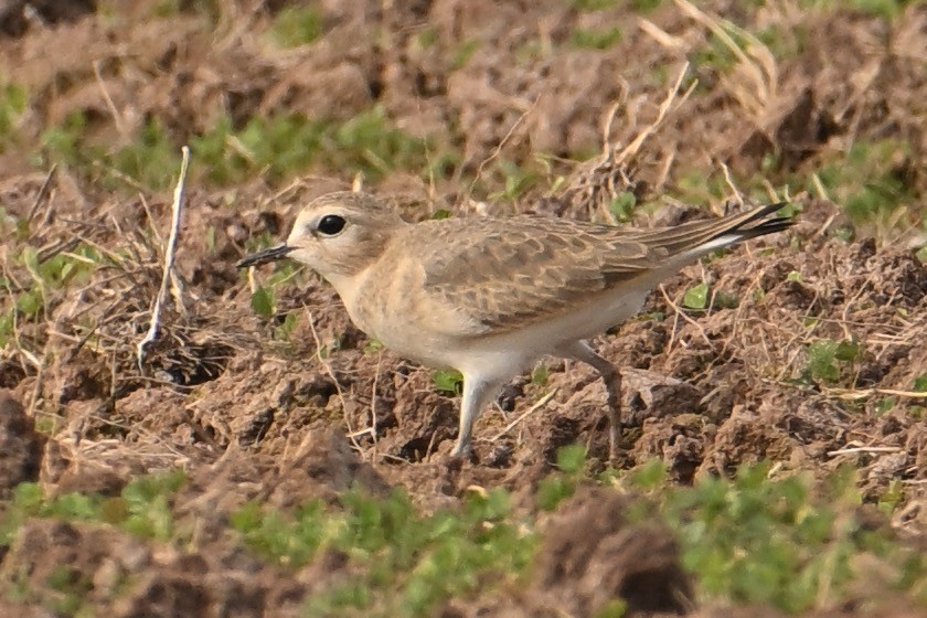 Mountain Plover - John Dumlao