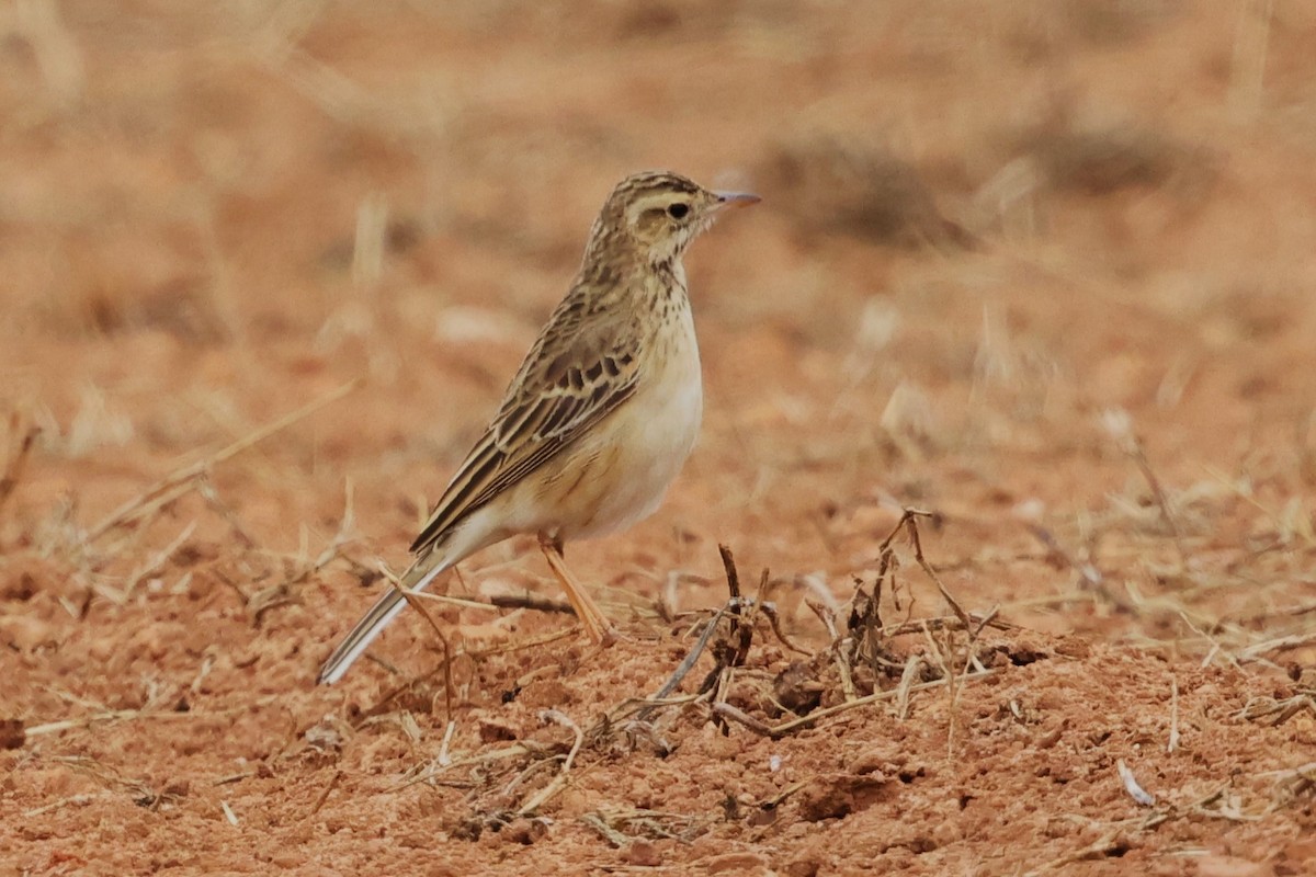 Хээрийн шийхнүүхэй - ML612477482