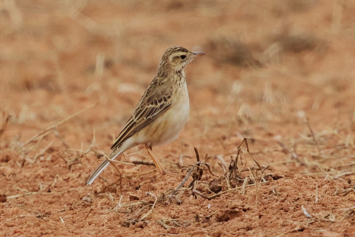 Richard's Pipit - ML612477482