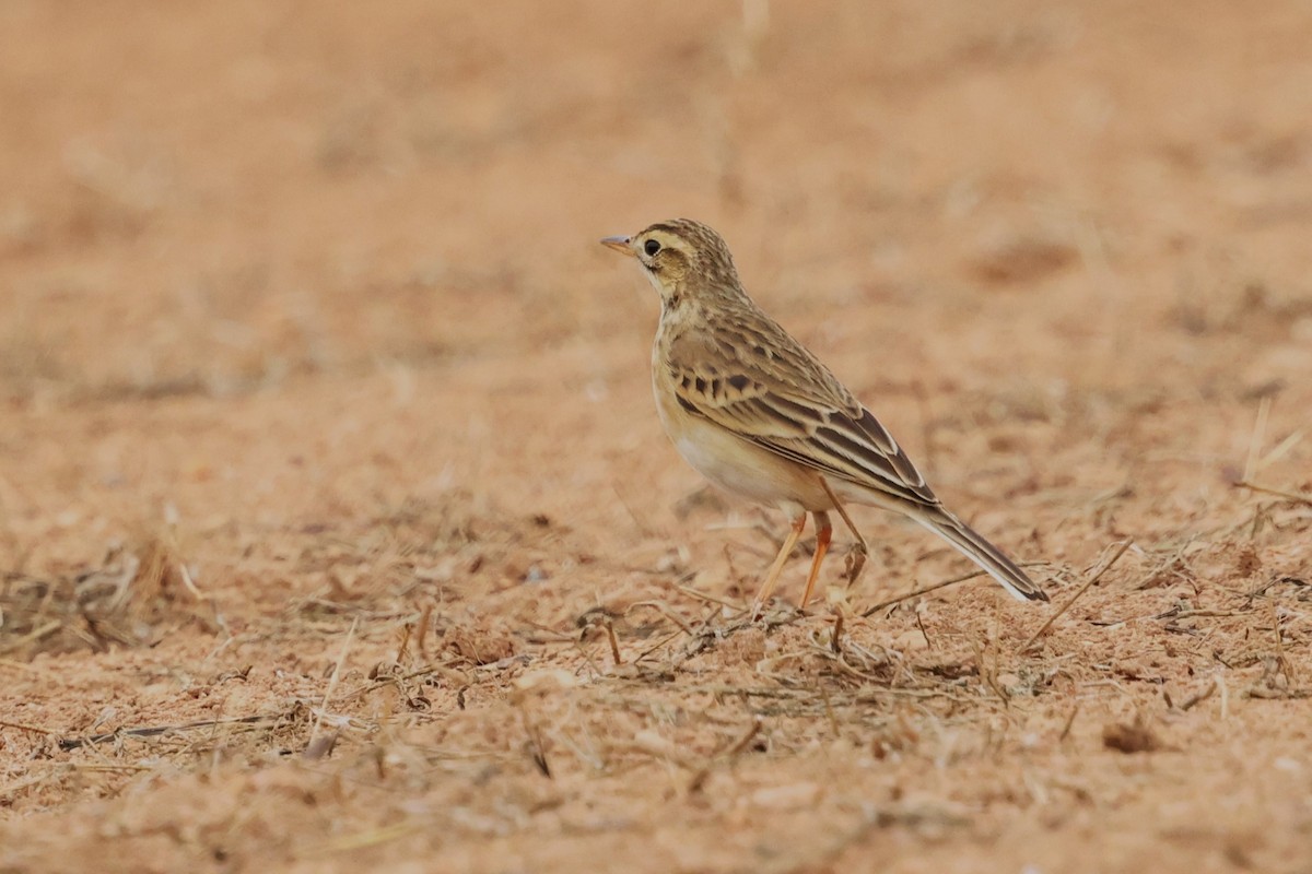 Richard's Pipit - ML612477483