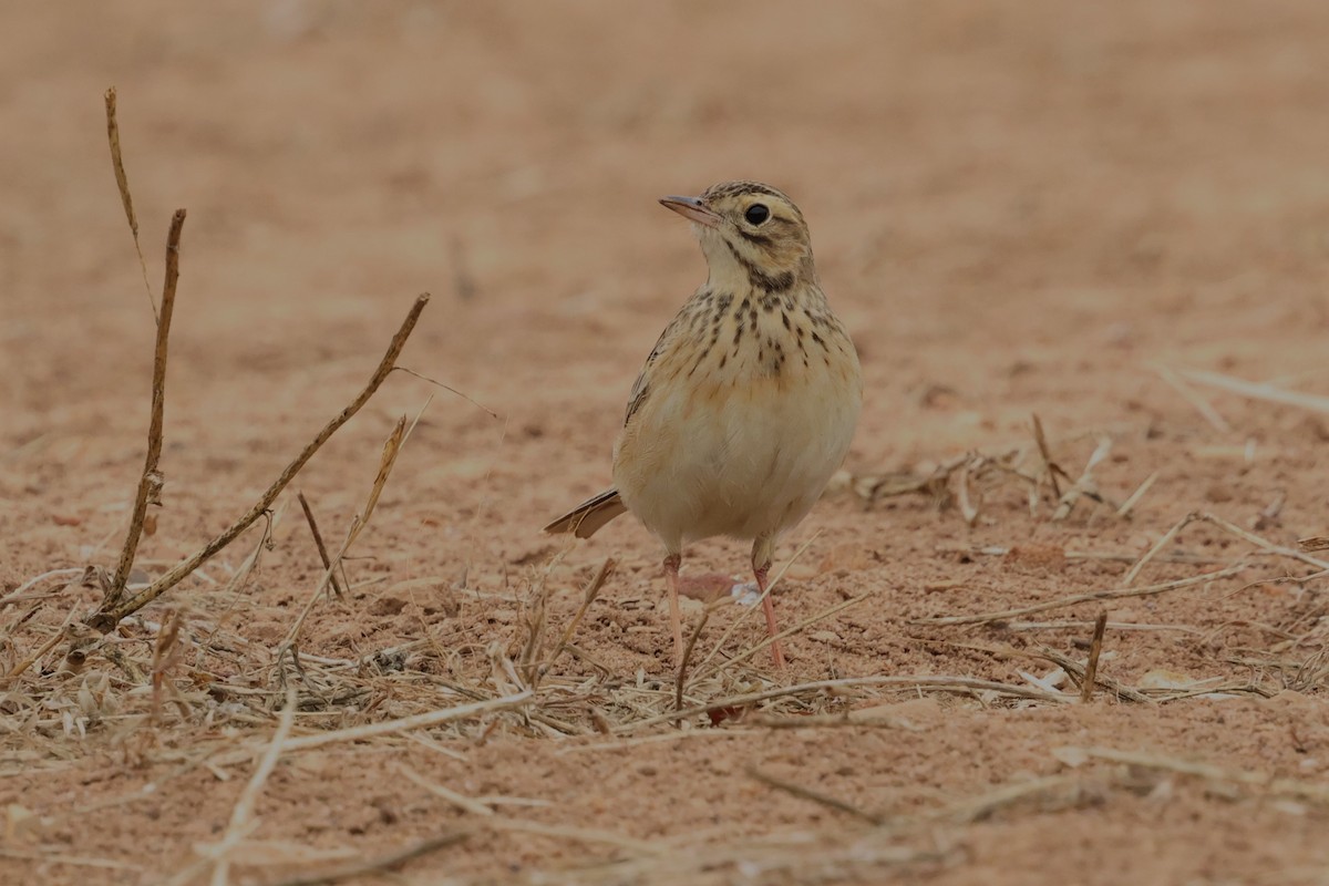 Richard's Pipit - ML612477484