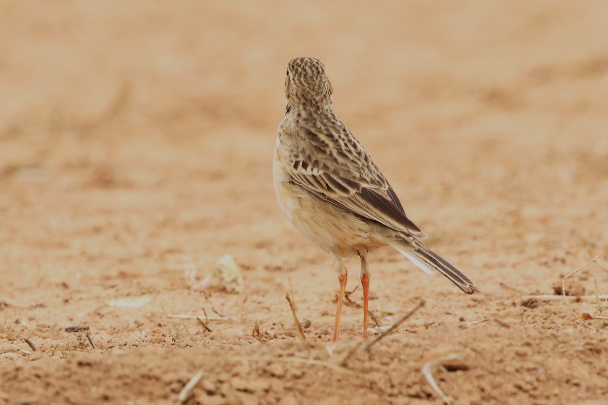 Richard's Pipit - ML612477486