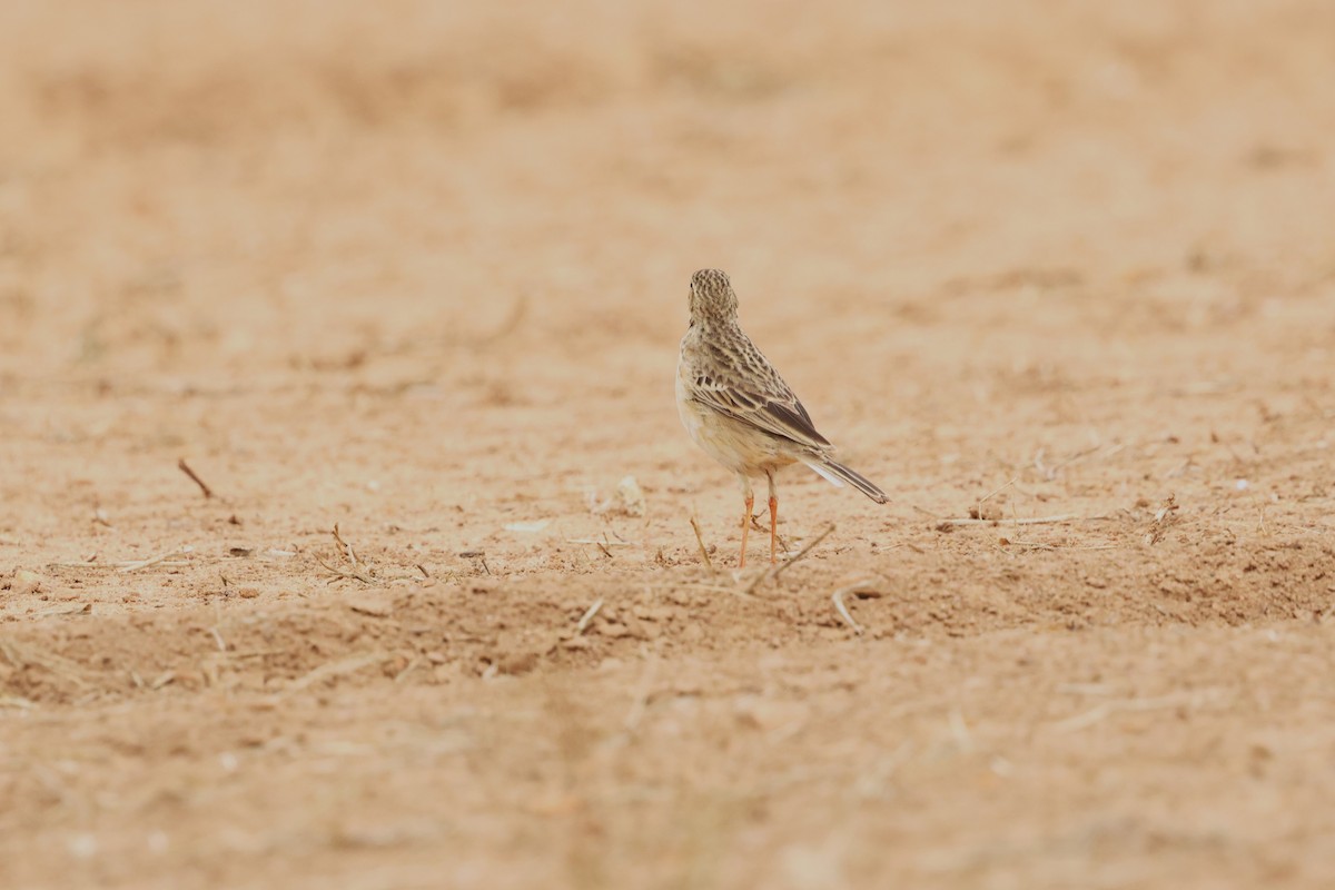 Richard's Pipit - ML612477487