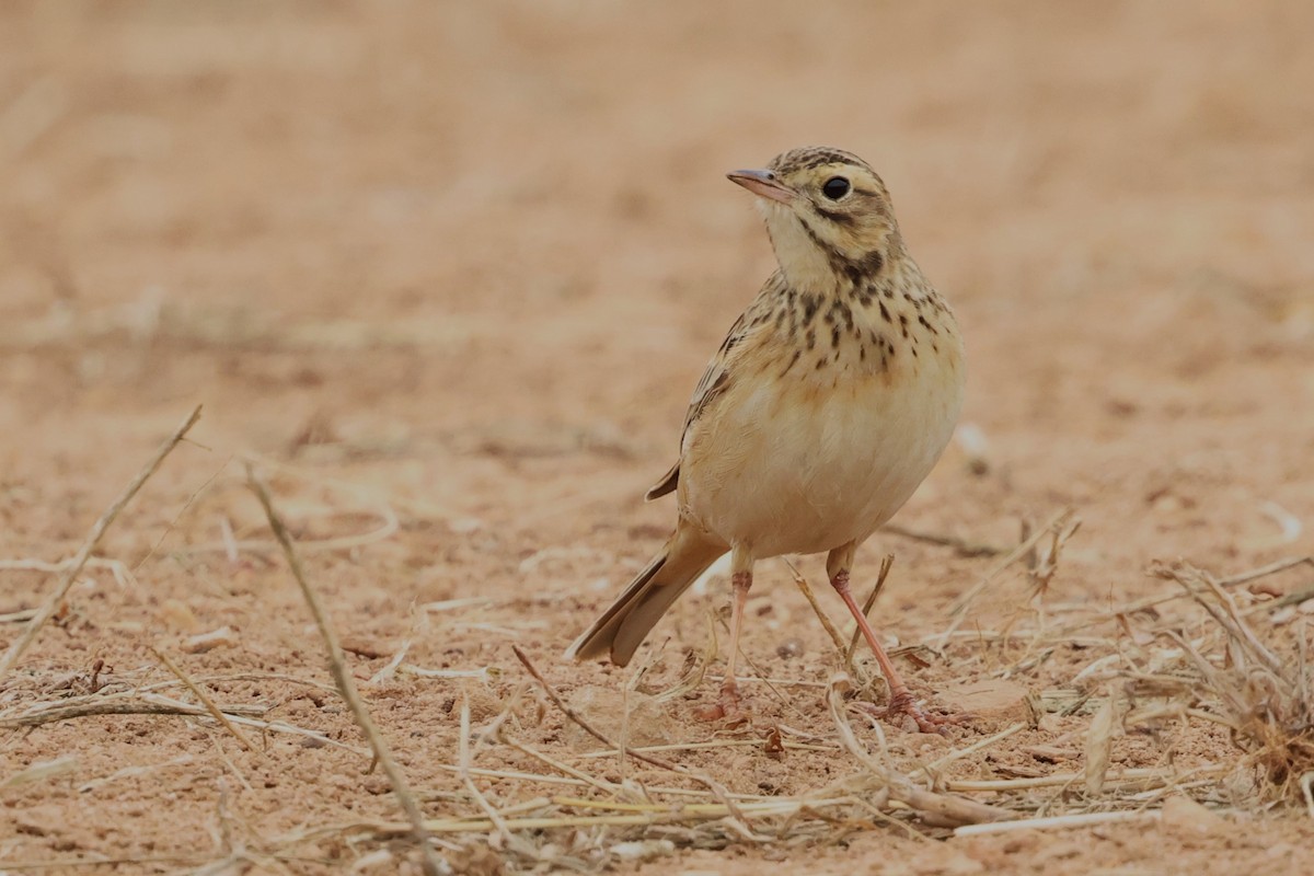 Richard's Pipit - ML612477488