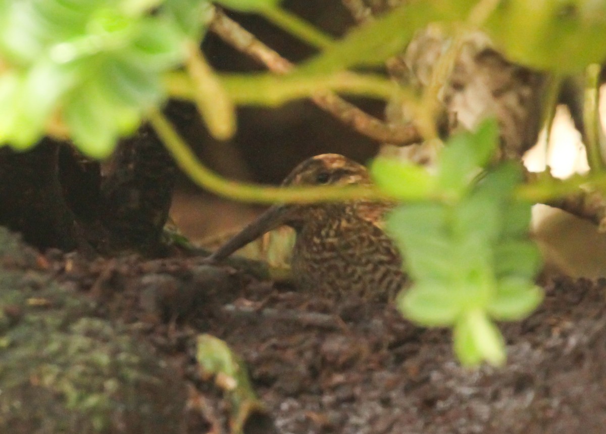 Snares Island Snipe - Scott Watson