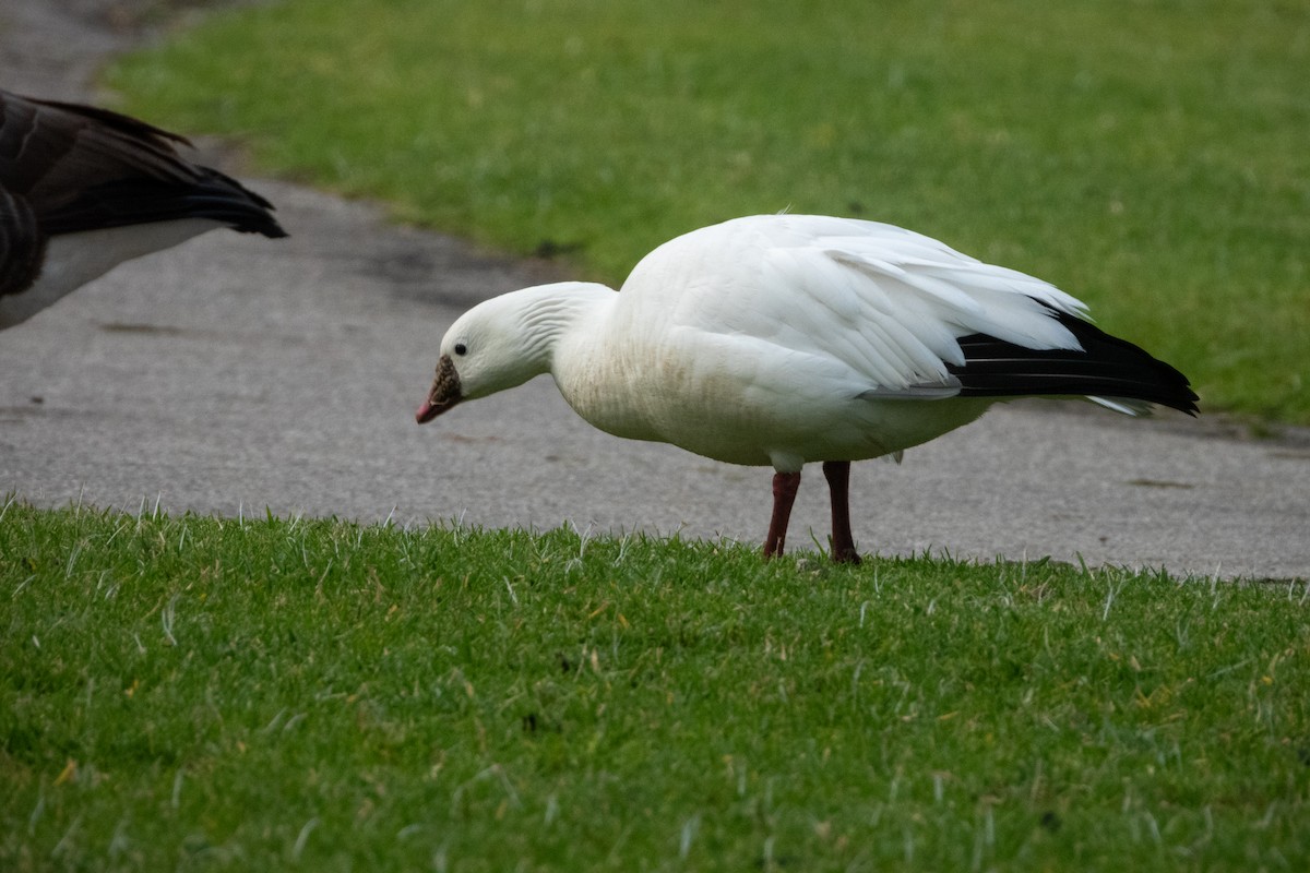 Ross's Goose - ML612477538